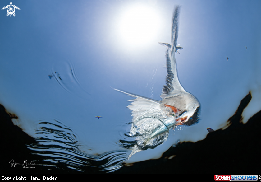 A White-cheeked tern