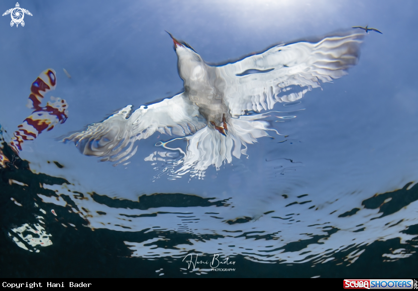 A White-cheeked tern