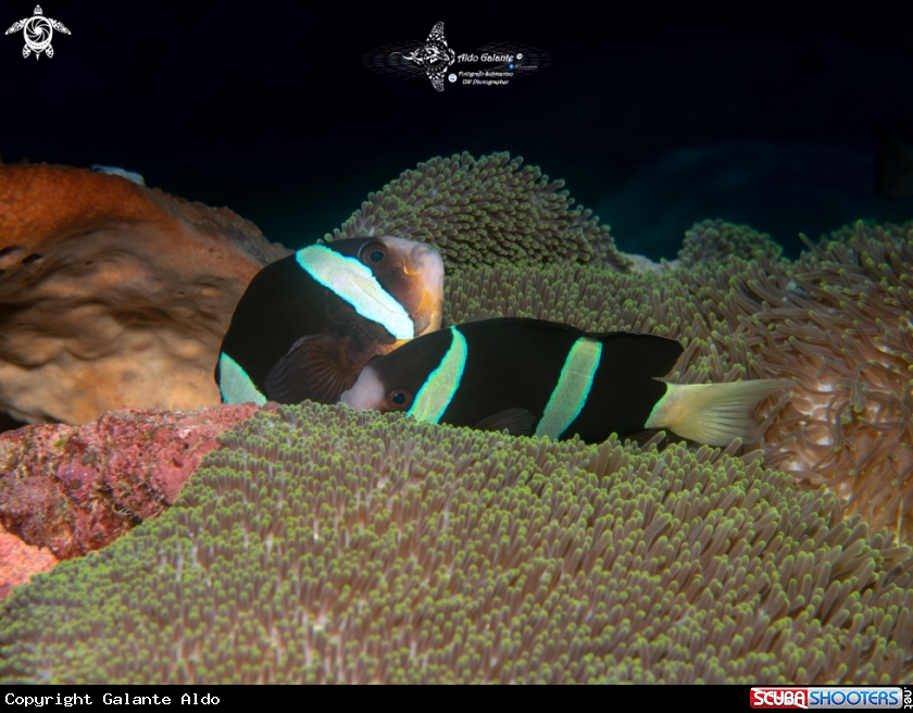 A Clark's Anemonefish