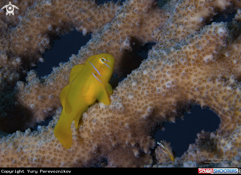 A Fish