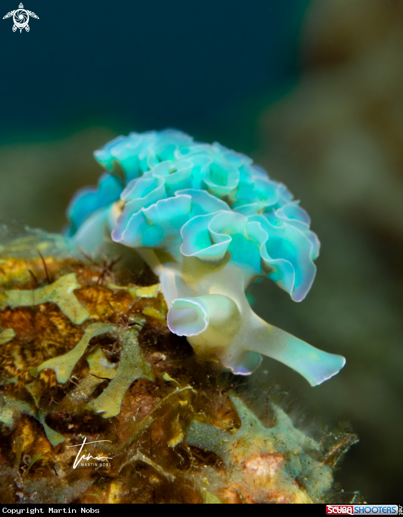 A Lettuce sea slug