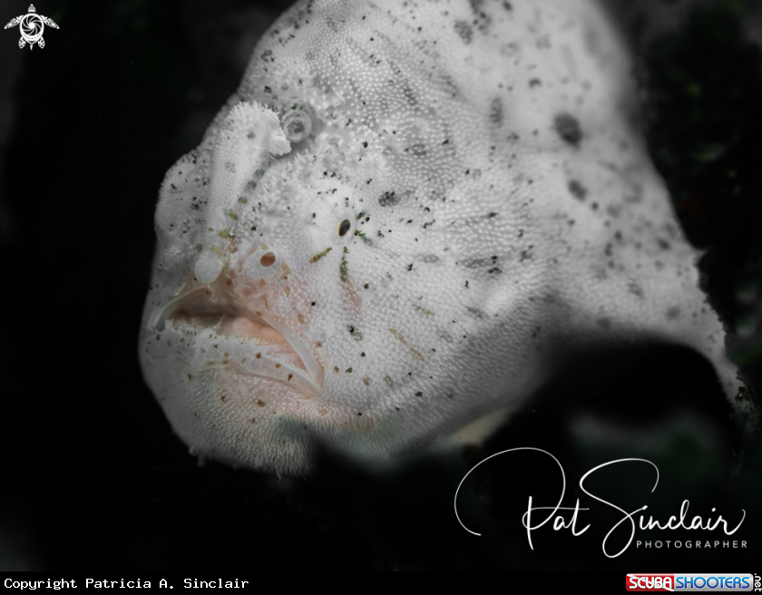 A frogfish