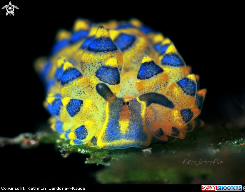 A Costasiella sea slug