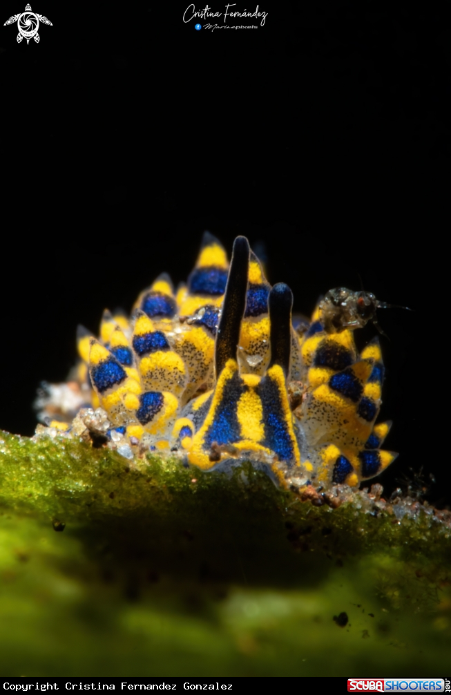 A Nudibranch