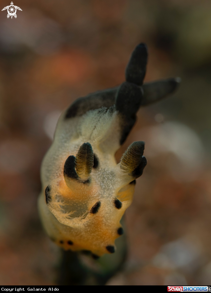 A Thecacera Sea Slug