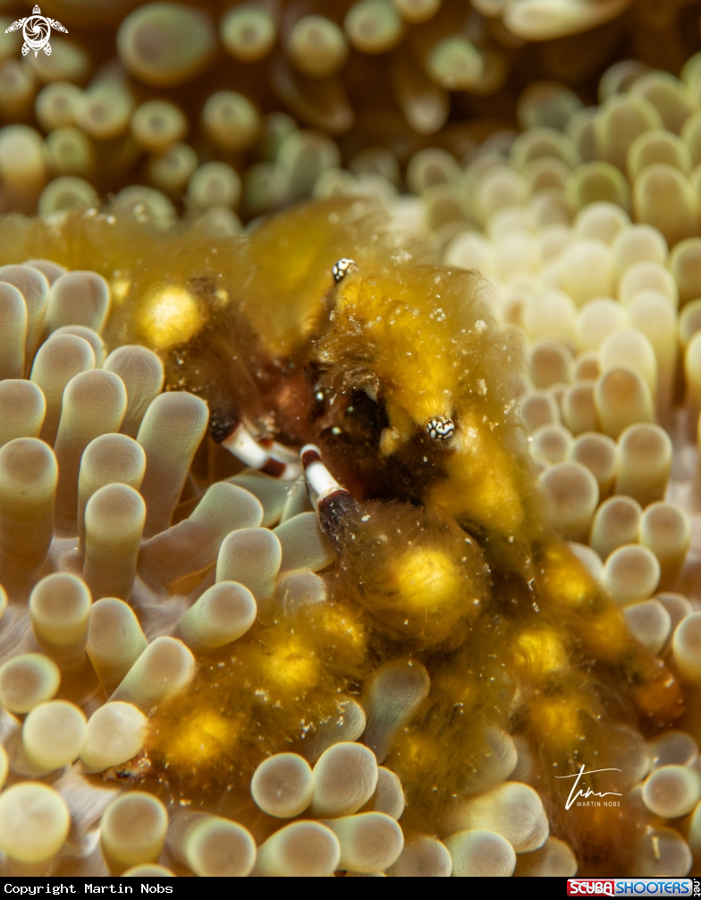 A Clinging crab