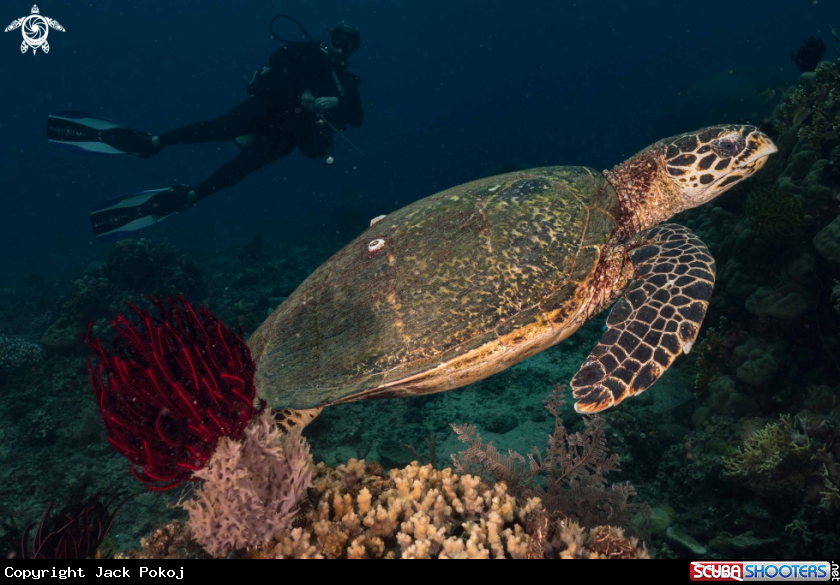 A Green turtle