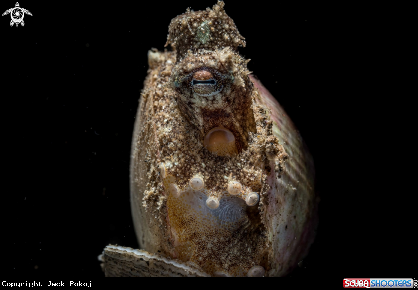A Coconut octopus