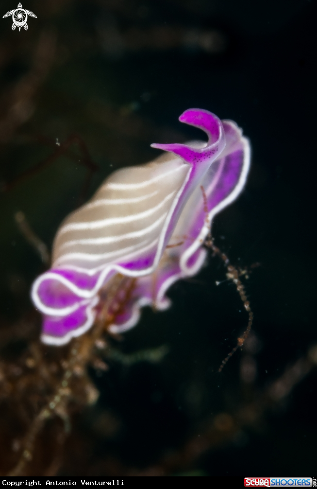 A Planaria rosa