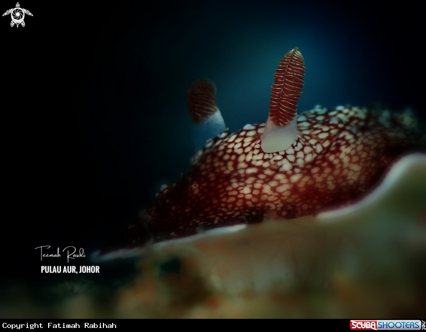 A Goniobranchus