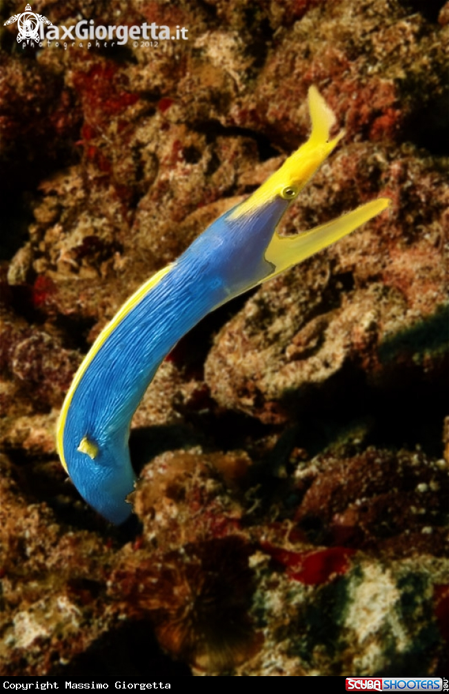 A murena jouvenile