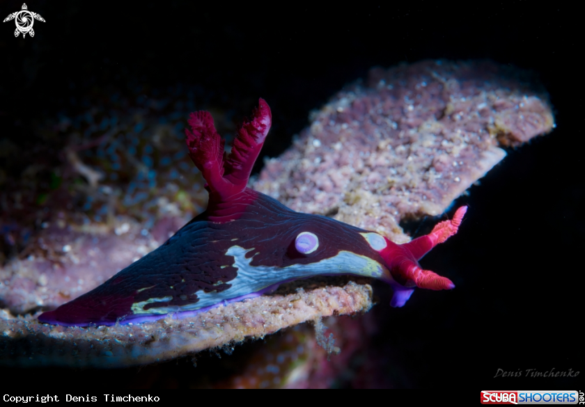 A NUDIBRANCH