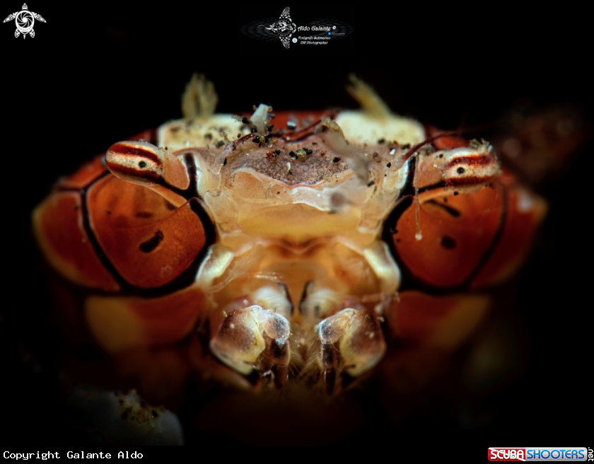 A Boxer Crab