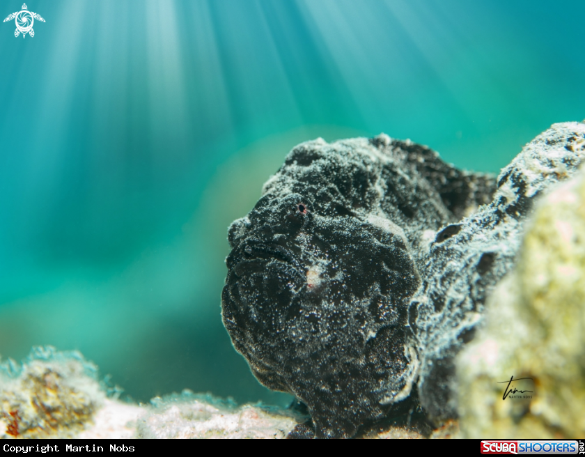 A Frogfish