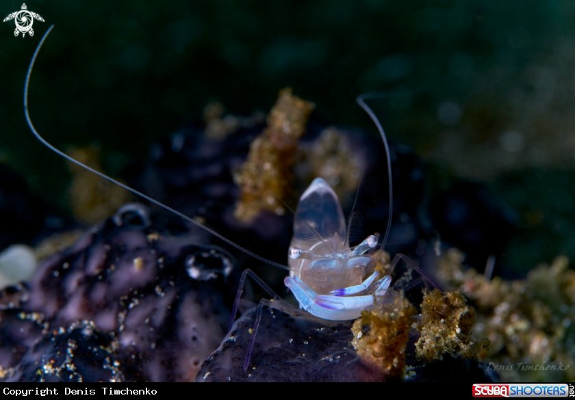 A SHRIMP