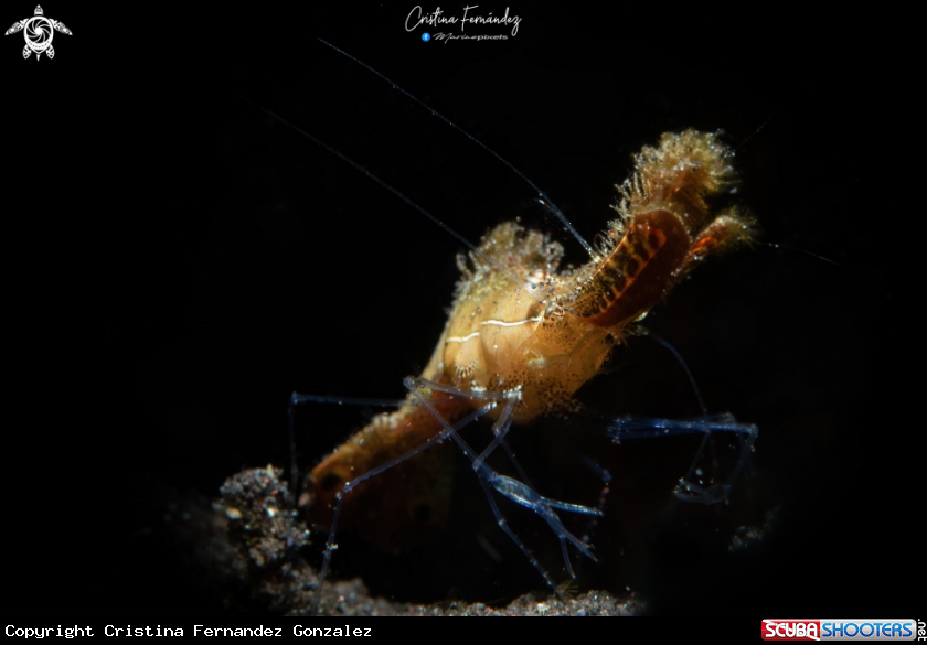A Donald the duck shrimp 