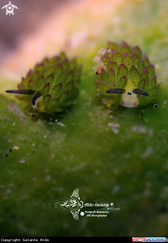 A Sea Slug