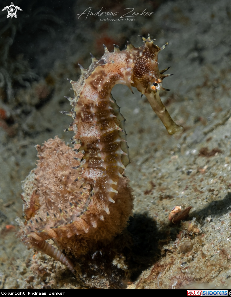 A Thorny seahorse