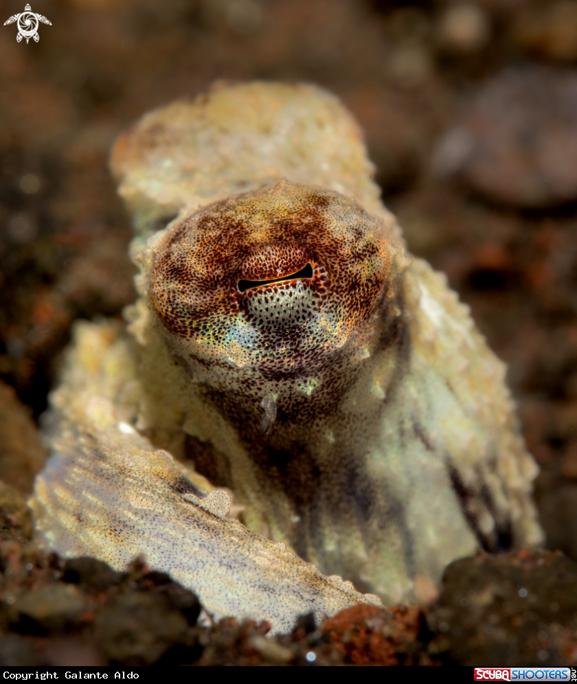 A Coconut Octopus