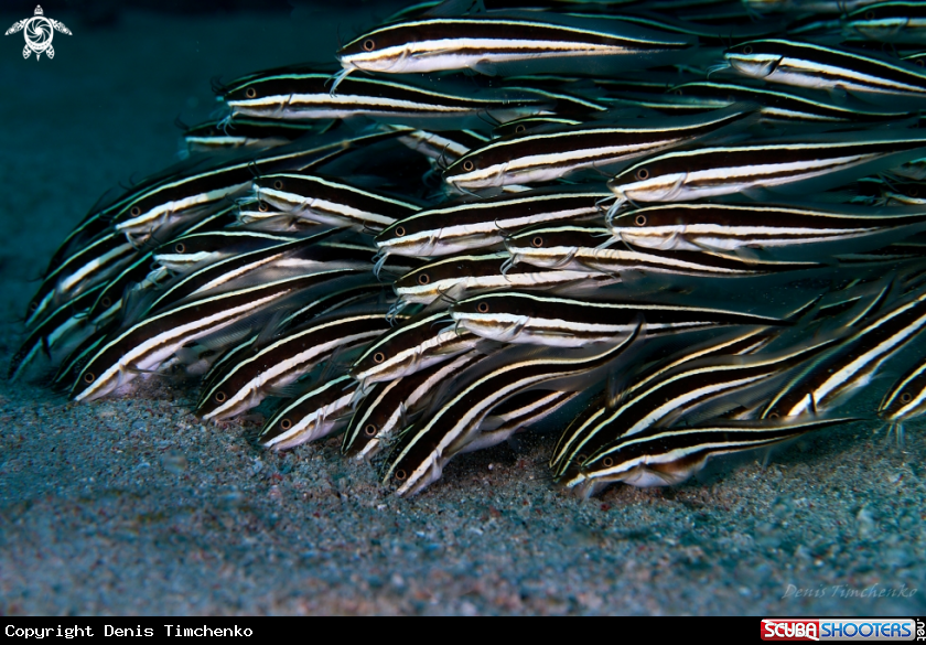 A FISH