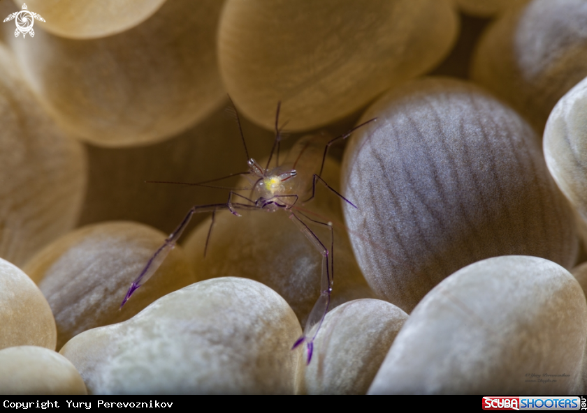 A Bubble shrimp
