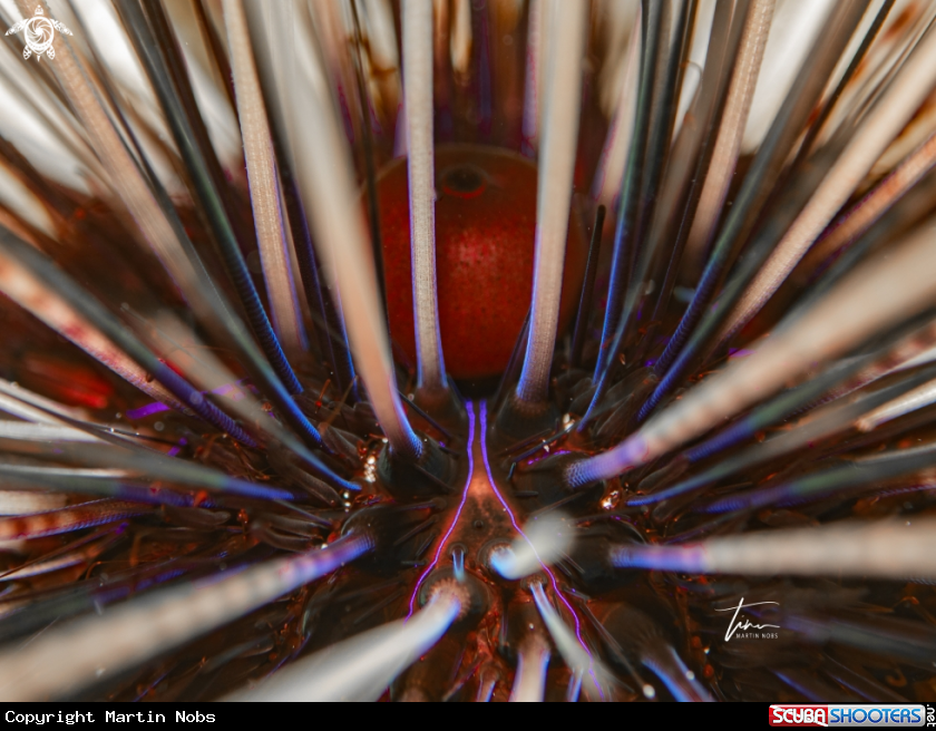 A Longspine sea urchin