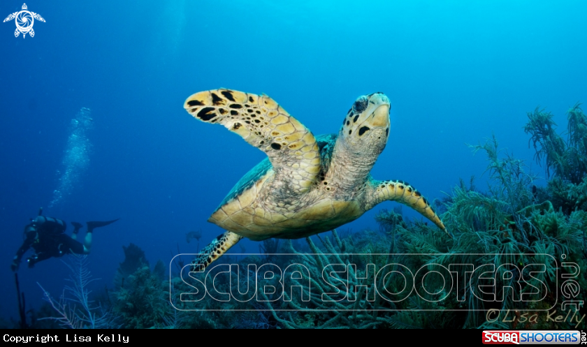 A Hawksbill Turtle