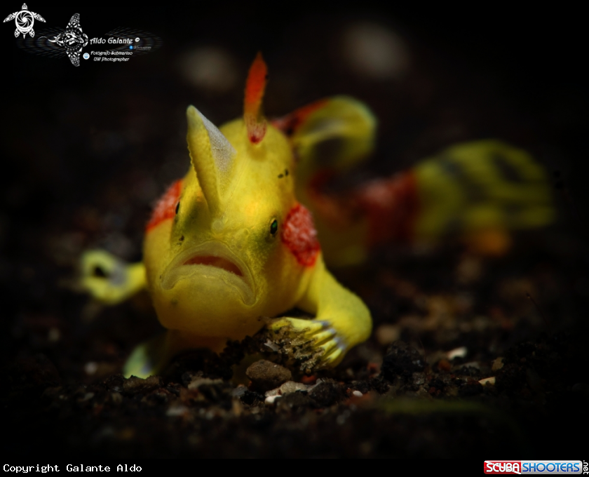 A Warty Frogfish