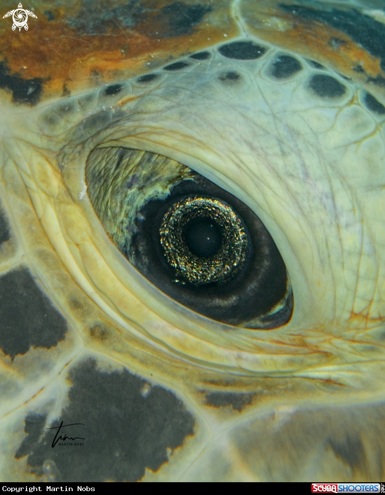 A Green sea turtle
