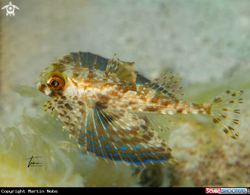 A Flying Gurnard