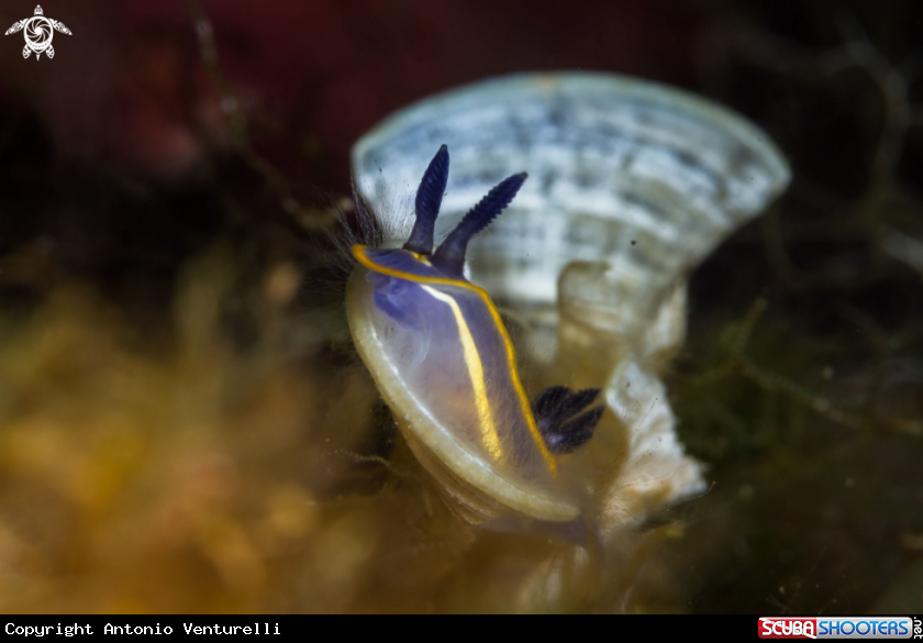 A Doris tricolor