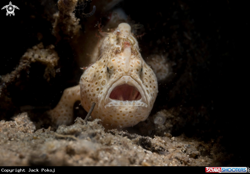 A Painted Frogfish