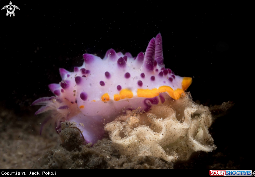 A Mexichromis macropus