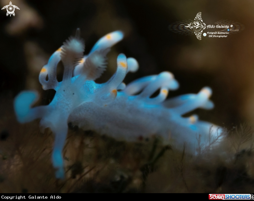 A  Aeolid Nudibranch (15 mm/0.59 Inch)