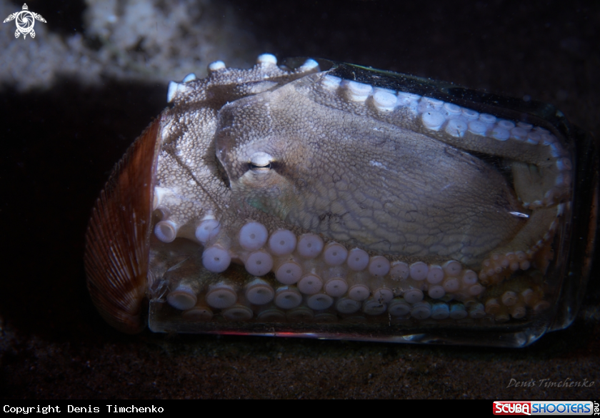 A OCTOPUS