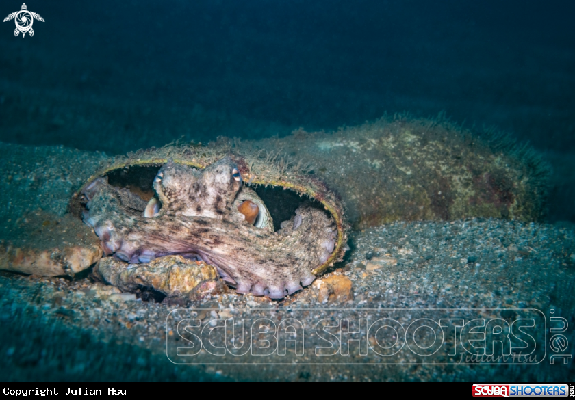 A Octopus