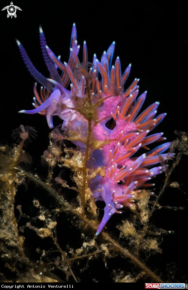 A Flabellina nudibranch