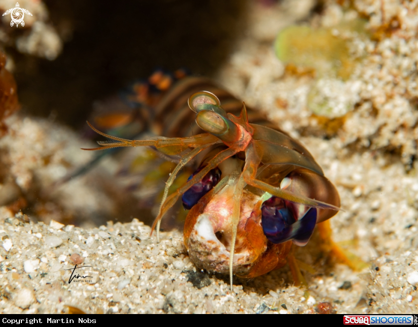 A Mantis shrimp