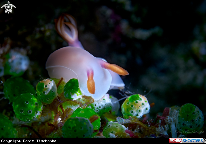 A NUDIBRANCH