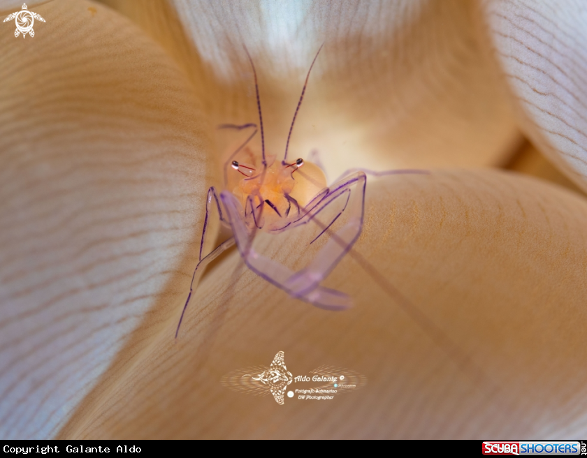 A Bubble Coral Shrimp