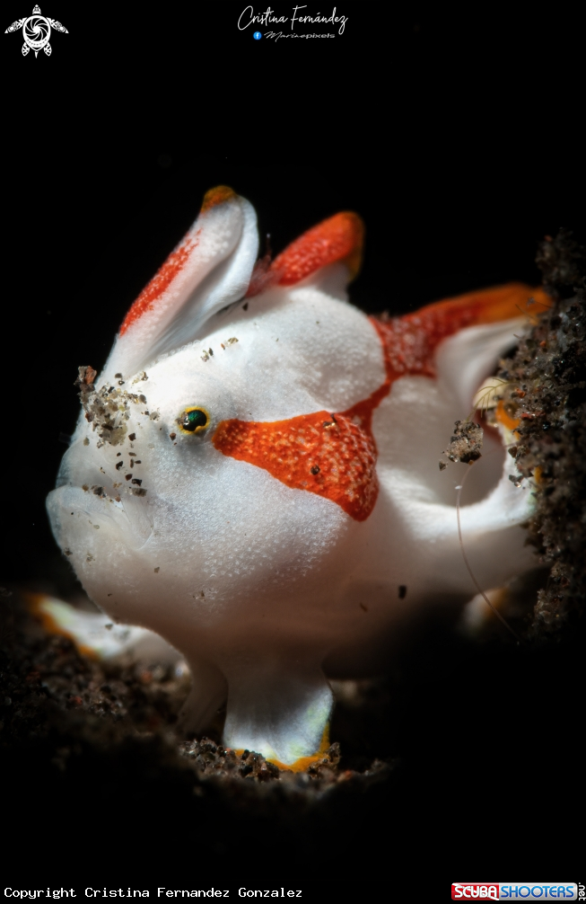 A Frogfish