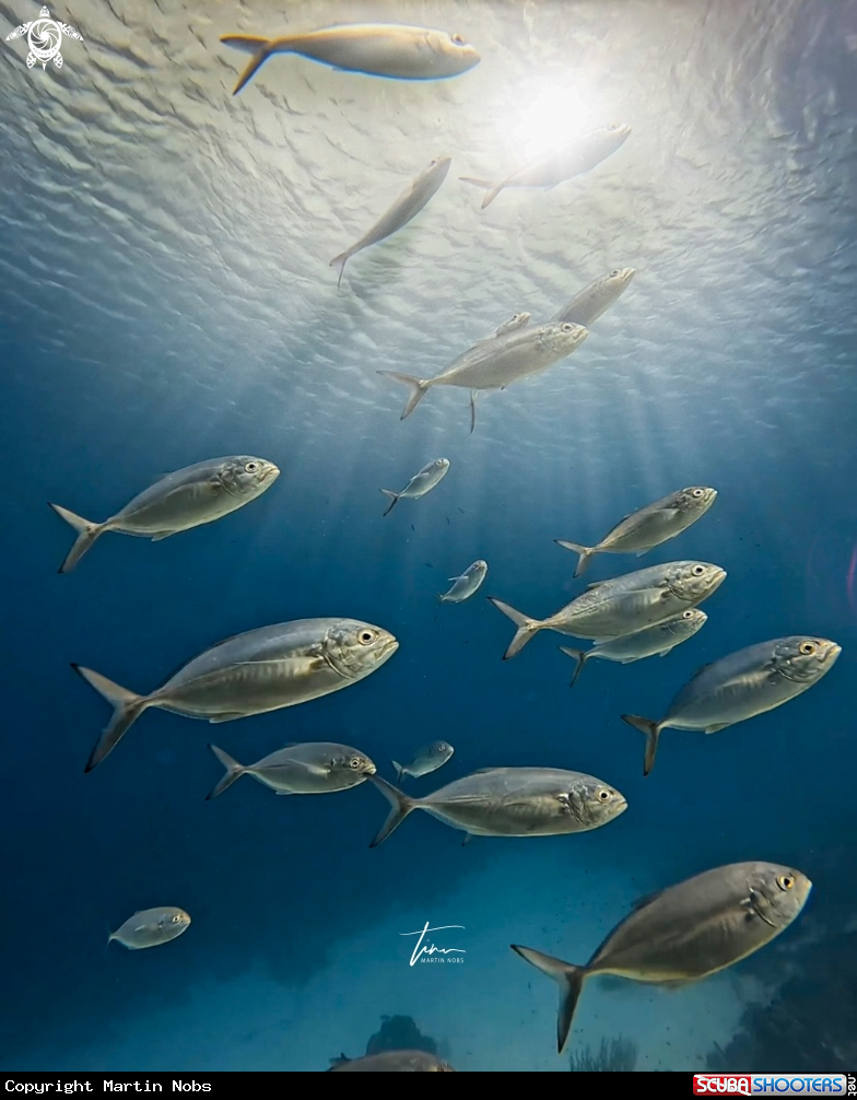 A Blue runner