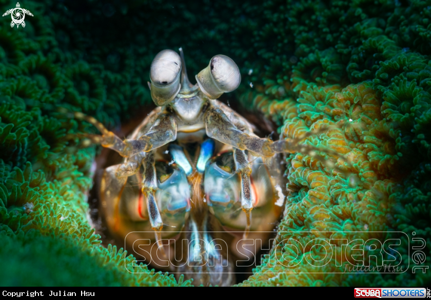 A Mantis shrimp