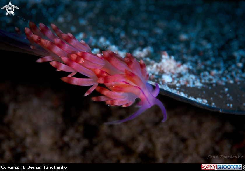 A NUDIBRANCH