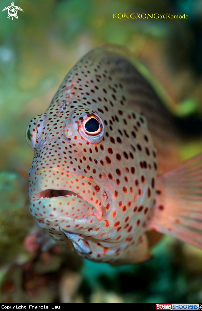 A Coral Grouper