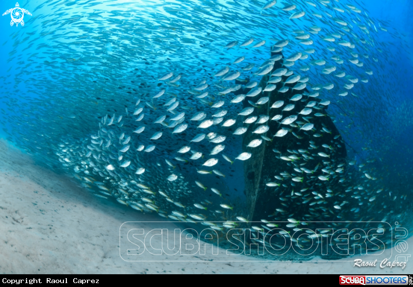 A Fishes