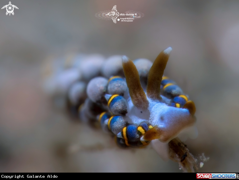 A Trinchesia Sea Slug