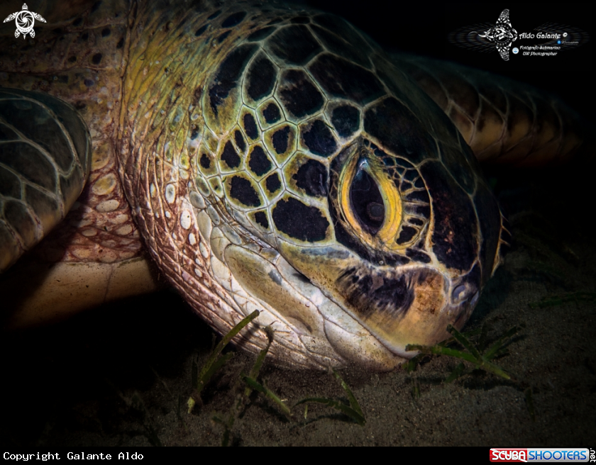 A Green Turtle