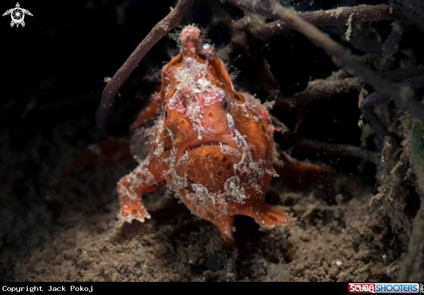 A Painted Frogfish