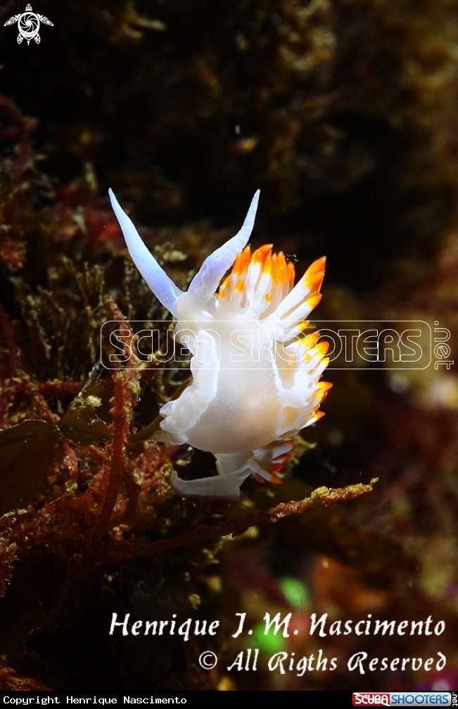 A Nudibranch